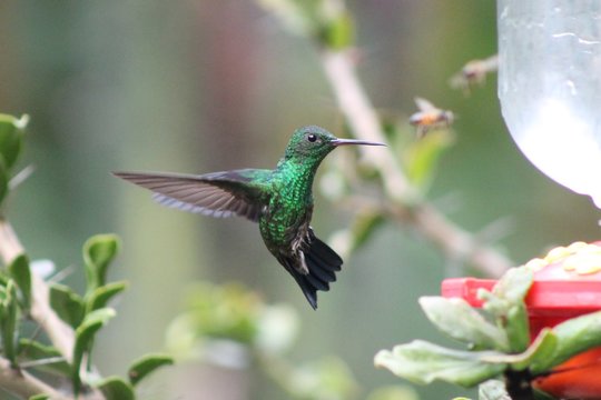 Colibries