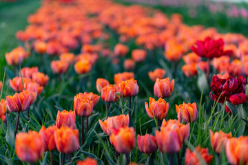Tulpen oranje