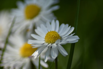 Obraz premium Gänseblümchen (Bellis perennis)