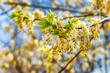 The first young leaves on a tree branch on a sunny bright spring day against a blue sky