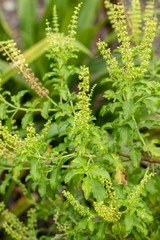 Lamiaceae flower is an herb known as blade lamiaceae in the thai language  are commonly used in thai cuisine for certain stir-fries and curries such as phat kaphrao.