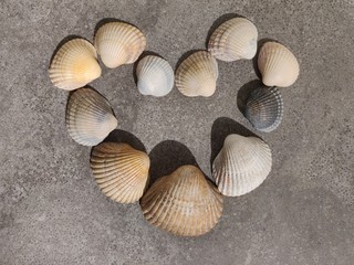Heart shape shells