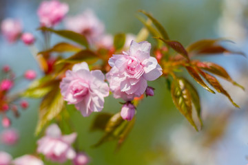 A branch blooming sakura