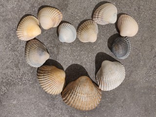 Heart shape shells