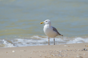 Lonely sea gull on the beach