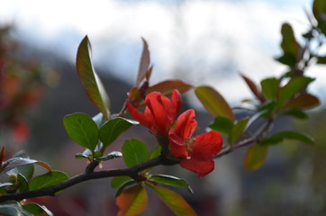 spring blooms, chhenomeles branch with red flowers