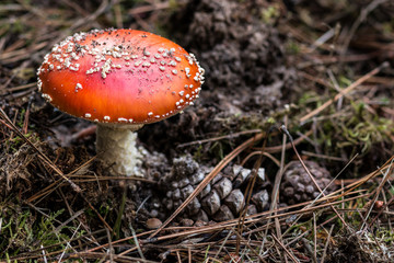 Seta Amanita Muscaria en el bosque