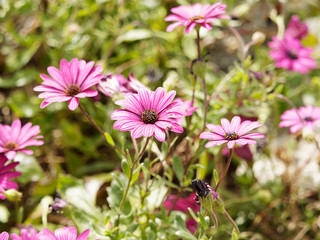 Fototapeta premium Dimorphotheca ou marguerites du cap 'osteospermum ecklonis'
