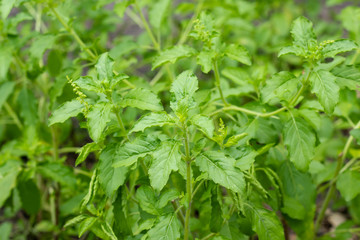 Lamiaceae flower is an herb known as blade lamiaceae in the thai language  are commonly used in thai cuisine for certain stir-fries and curries such as phat kaphrao.