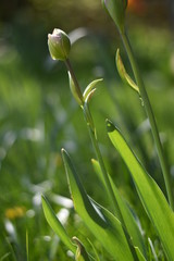 Tulpen (Tulipa)