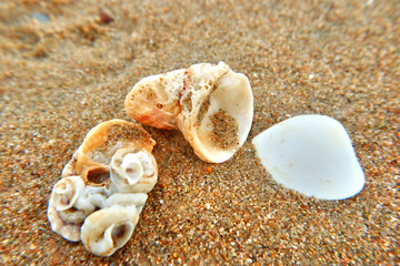 sea shells on the beach