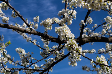 tree in bloom, with a nice open white flower, in spring period, in one of the gardens of Barakaldo