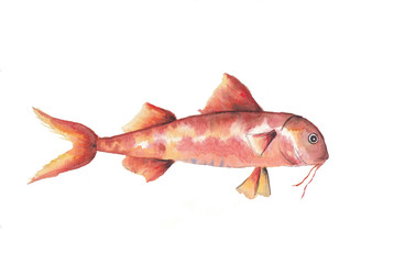 Obraz premium Orange fish