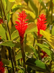 Beautiful red ginger blossom with green nature blurred background, It has cultivars called Jungle King and Jungle Queen.