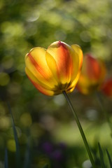 Blühende Tulpen (Tulipa)