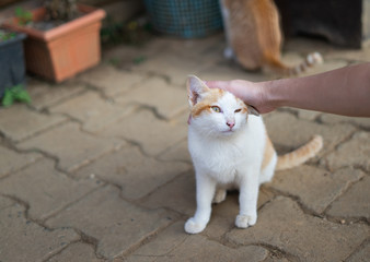 Fototapeta premium People petting homeless ginger cat that sits on the street, hand touch on the head of the cat with love.