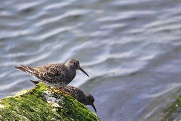 Birds on a stone