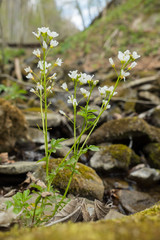 Obraz premium Large bittercress (Cardamine amara). A beautiful plant blooms over a mountain stream. Bieszczady Mountains. Poland