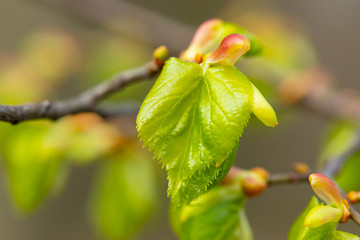 young oak twig with little leafs, close up.