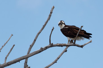 An osprey's unblinking gaze is on display in Cheyenne, Wyoming's Lions Park.