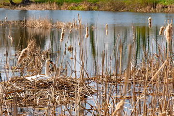 Wild white swan in nest in swan Lake