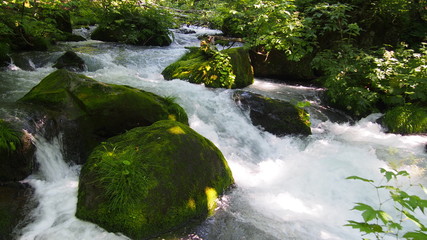 青森　新緑の奥入瀬渓流