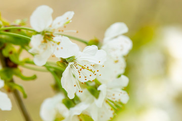 Fototapeta na wymiar beauty cherry blossom flowers, closeup