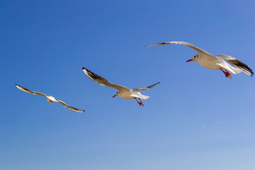 Gulls fly in the sky above the sea.