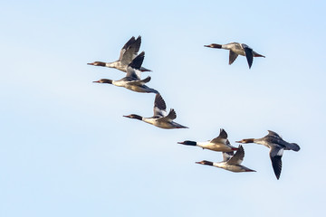 Obraz premium Common Merganser fly