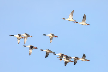 Common Merganser fly