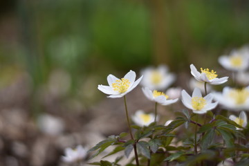 Buschwindr&ouml;schen (Anemone nemorosa)