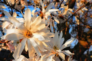 beautiful star magnolia in spring with good weather