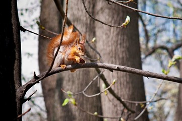 squirrel in te park