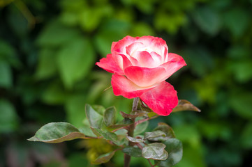red rose in the garden