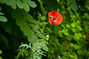 flowers on green background