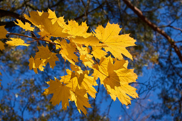 Fototapeta na wymiar yellow maple leaf in autumn