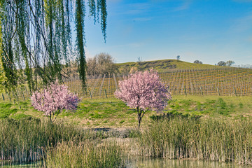 Picturesque Sonoma Vineyard