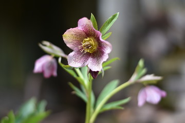 Gewöhnliche Kuhschelle (Pulsatilla vulgaris)