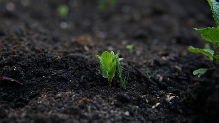 Young plant in soil