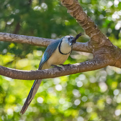      white-throated magpie-jay, Calocitta formosa, exotic bird perched on a branch in Costa Rica 