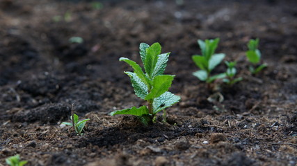 Young plant in soil - 264264554