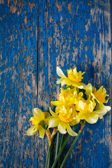 Yellow narcissus (Narcissus poeticus)