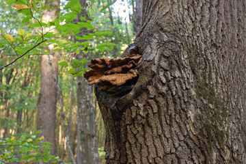 Obraz premium Mushrooms saprophytes and parasites grow in habitat in the forest.