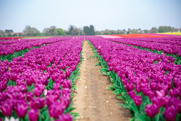 Tulip Field Norfolk England