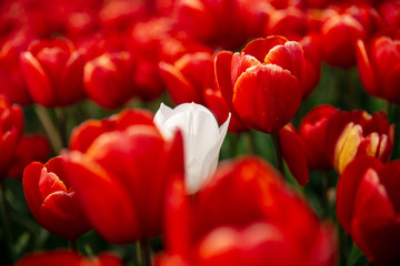 Red Tulips Norfolk England Single White