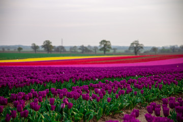 Tulip Field Norfolk England