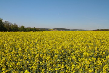 Fototapeta premium raps