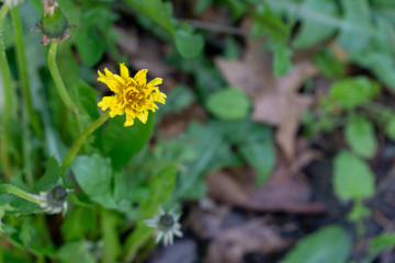 Mangy dandelion closeup