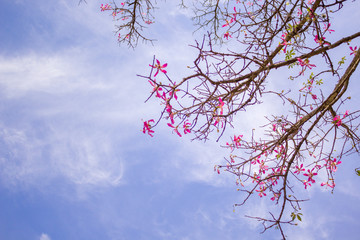 Beautiful blue sky with pink flowers from early autumn