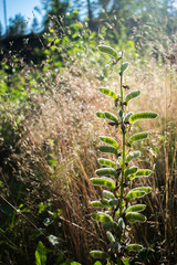 plants in the garden